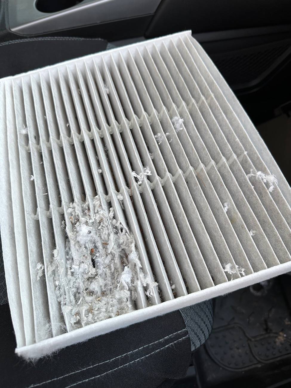 Ford Bronco Sport Critters Nesting in 2024 BS Big Bend IMG_4081