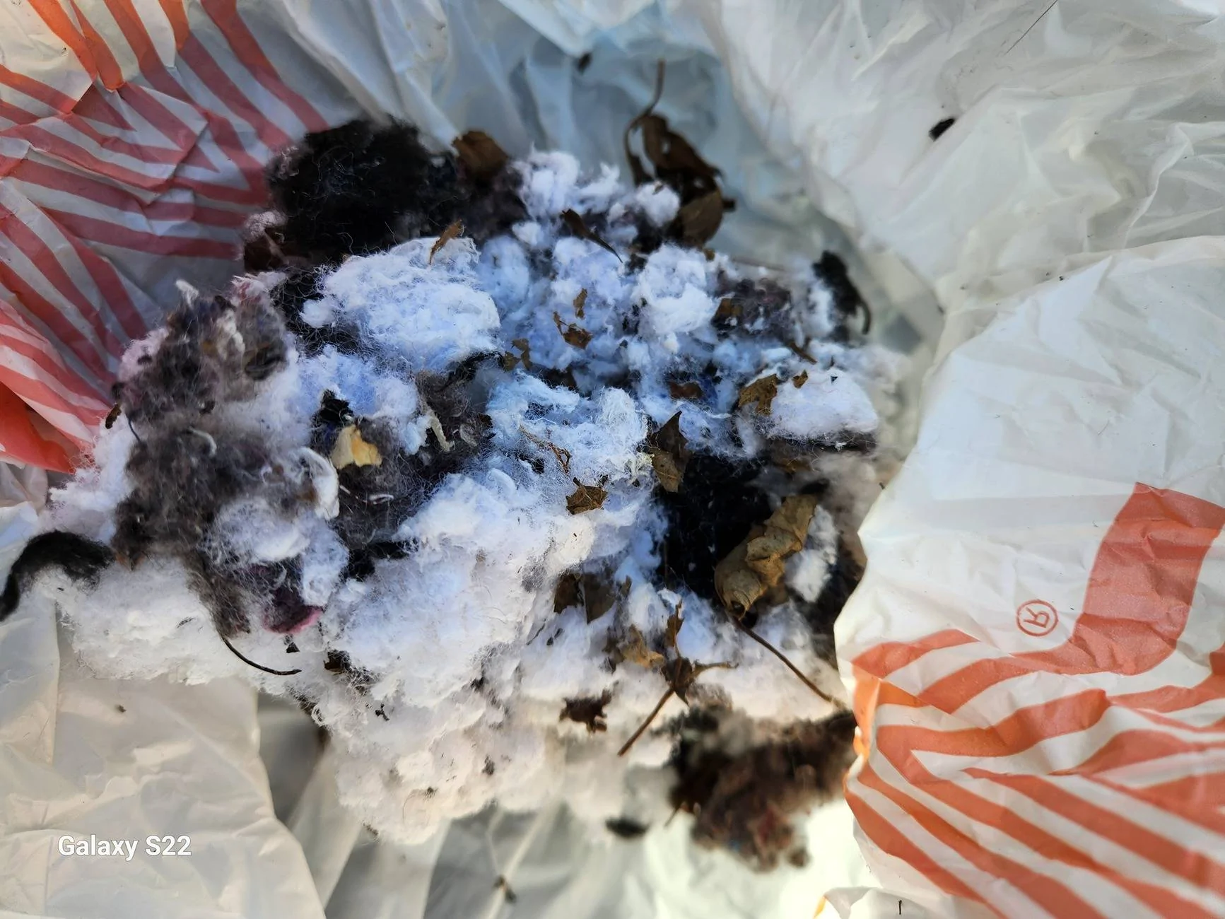 Ford Bronco Sport Critters Nesting in 2024 BS Big Bend 20250305_103041