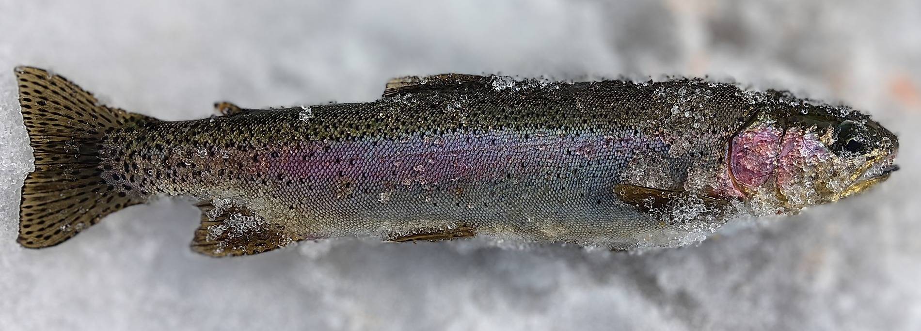 Ford Bronco Sport Next generation Bronco Sport redesign—what would you like to see? 20250311_113915~2