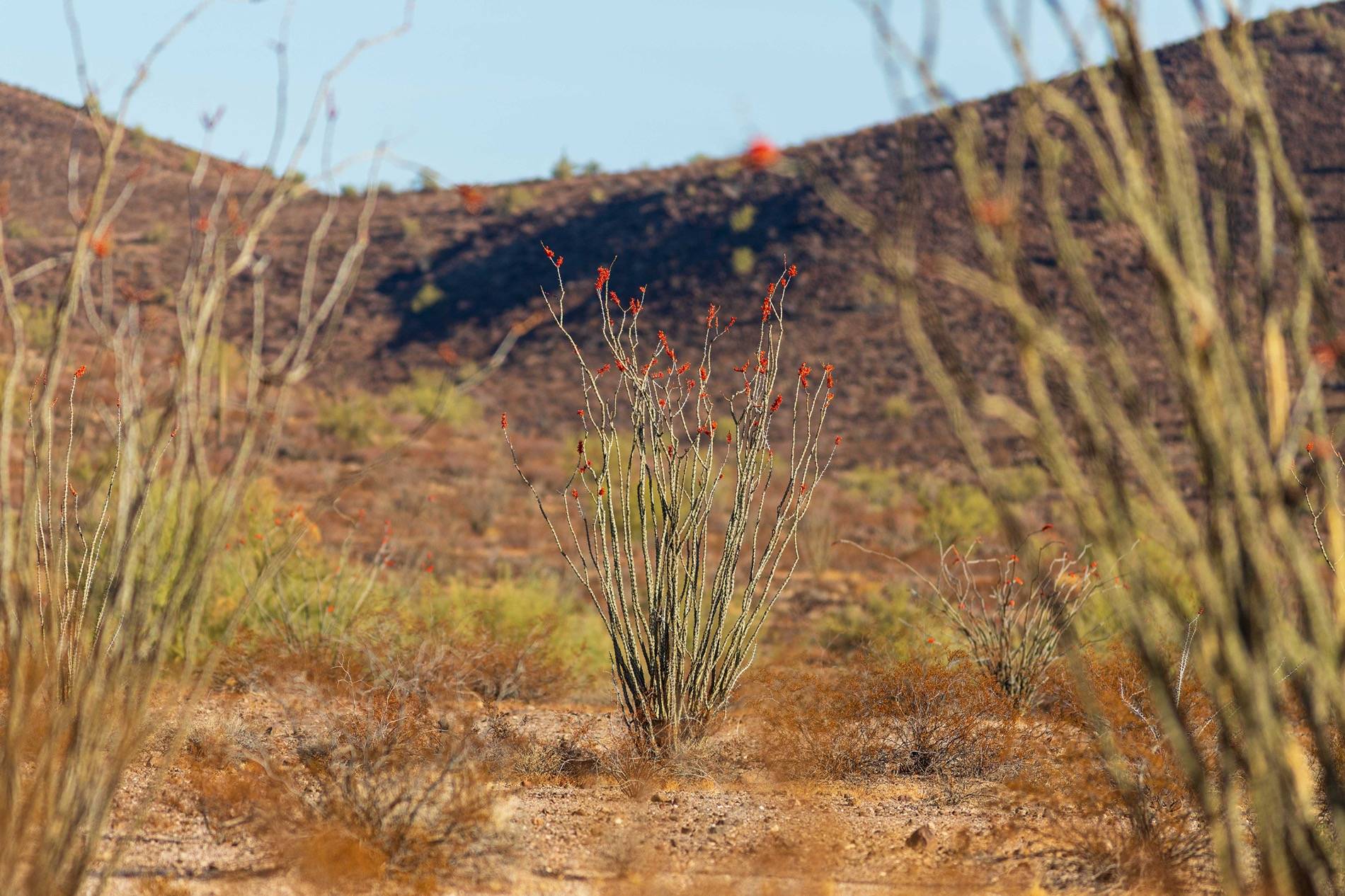 Ford Bronco Sport Trip Report: Cabeza Prieta and Kofa National Wildlife Refugees insta-7576