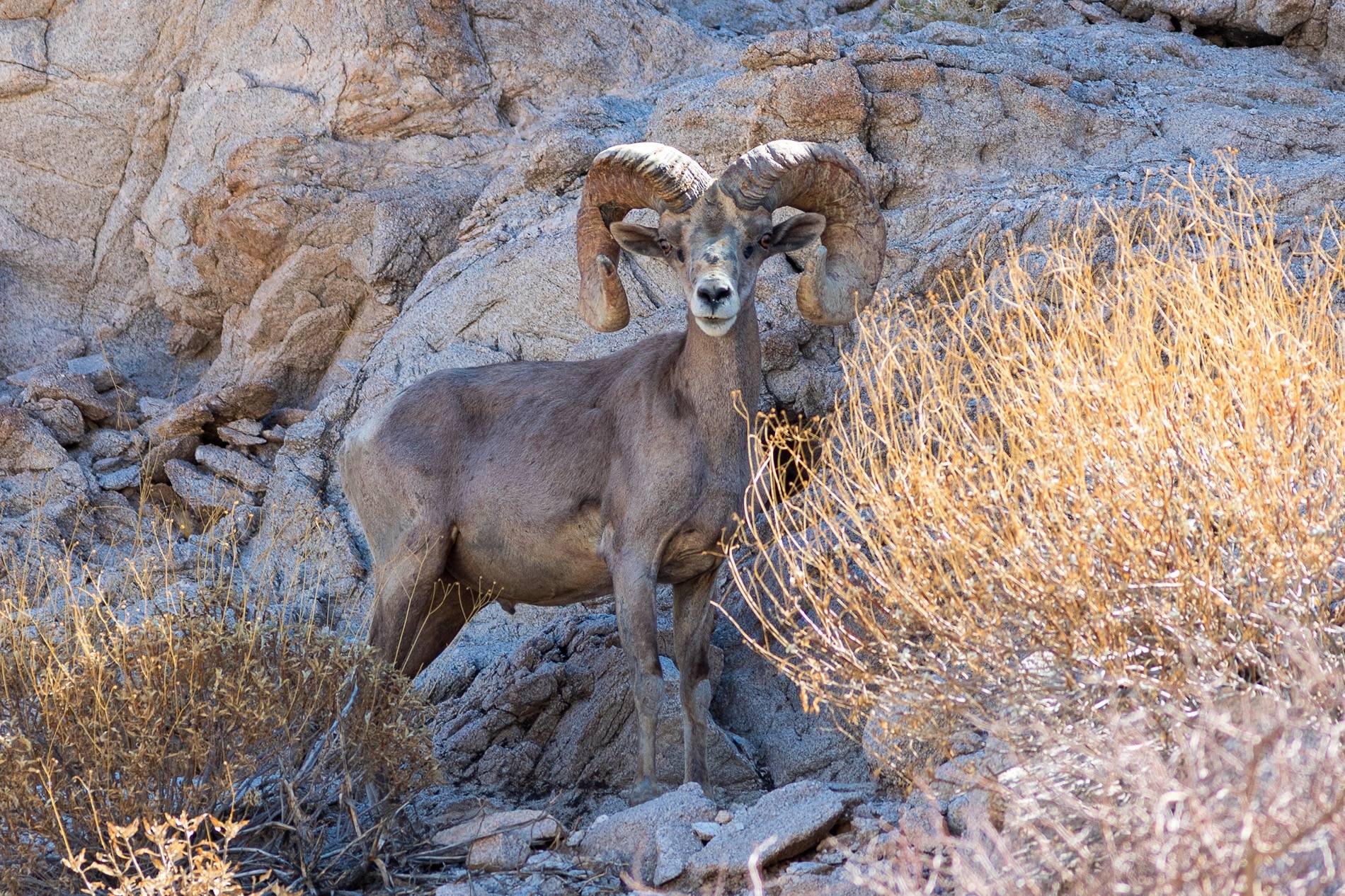 Ford Bronco Sport Trip Report: Cabeza Prieta and Kofa National Wildlife Refugees insta-7620