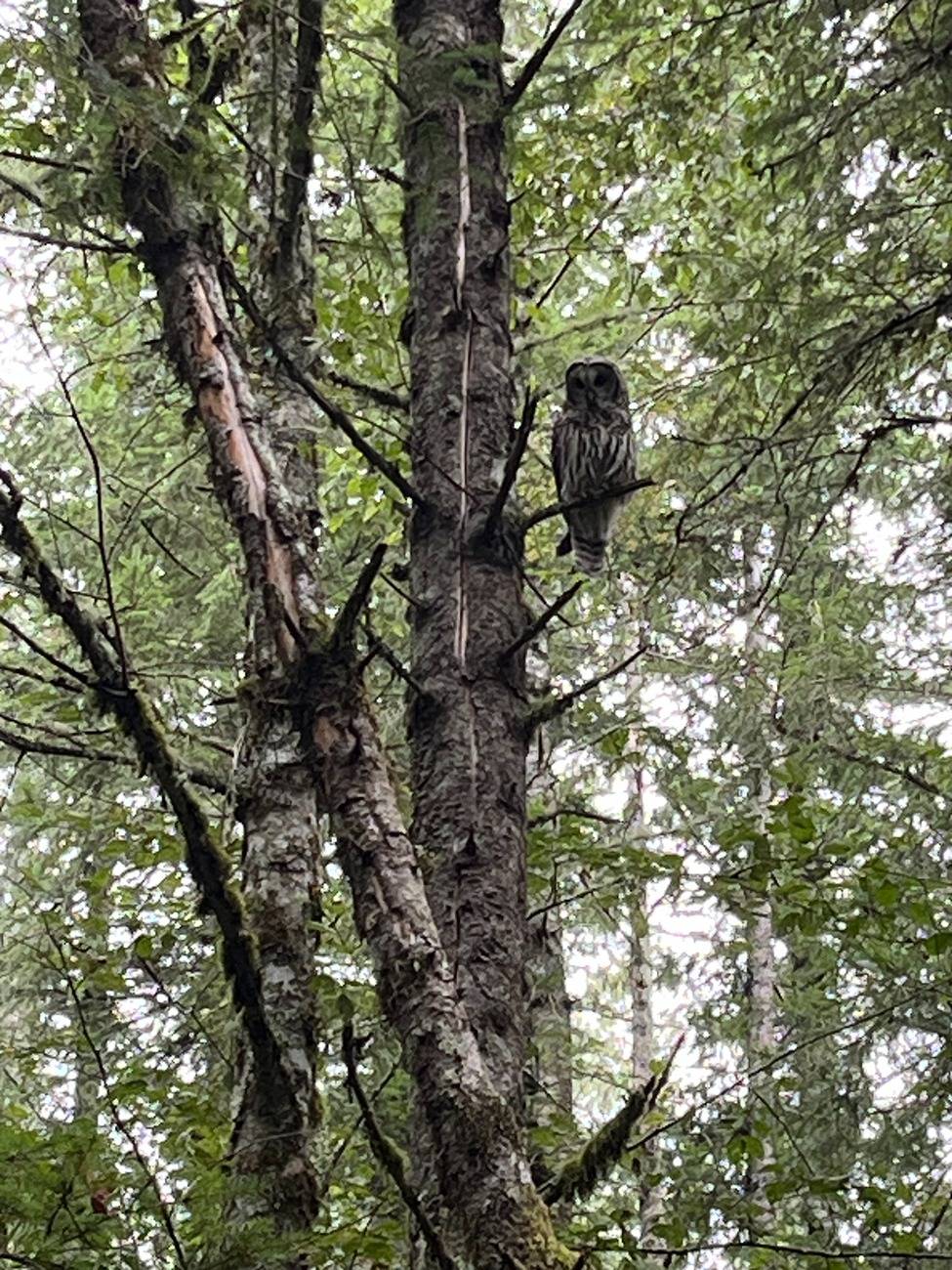 Ford Bronco Sport Global window down and up with fob IMG_1698.JPG