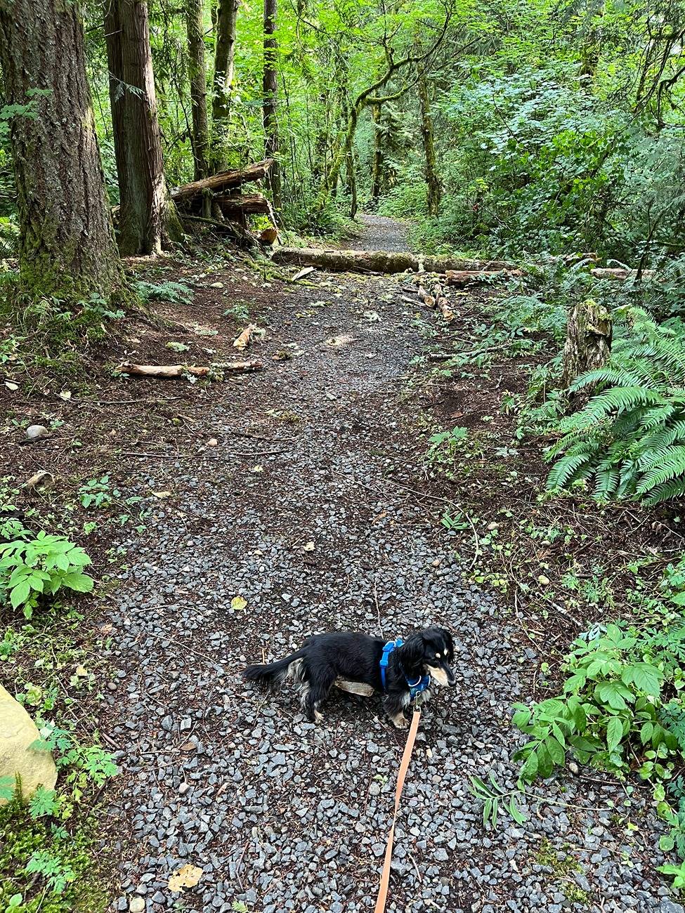 Ford Bronco Sport Global window down and up with fob IMG_1598.JPG