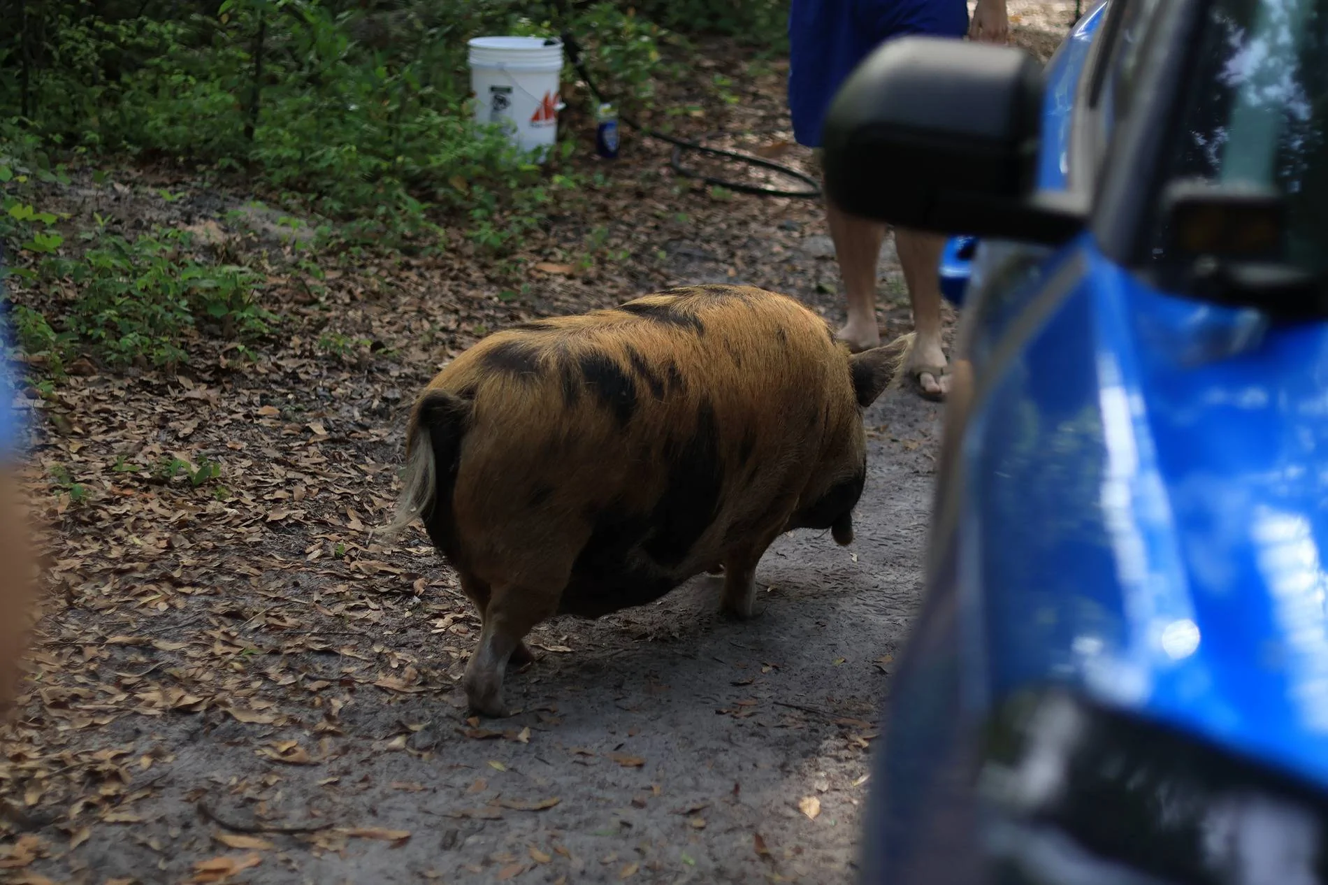 Ford Bronco Sport Vorpal - Horse N Buggys BS Badlands Build 1000020352