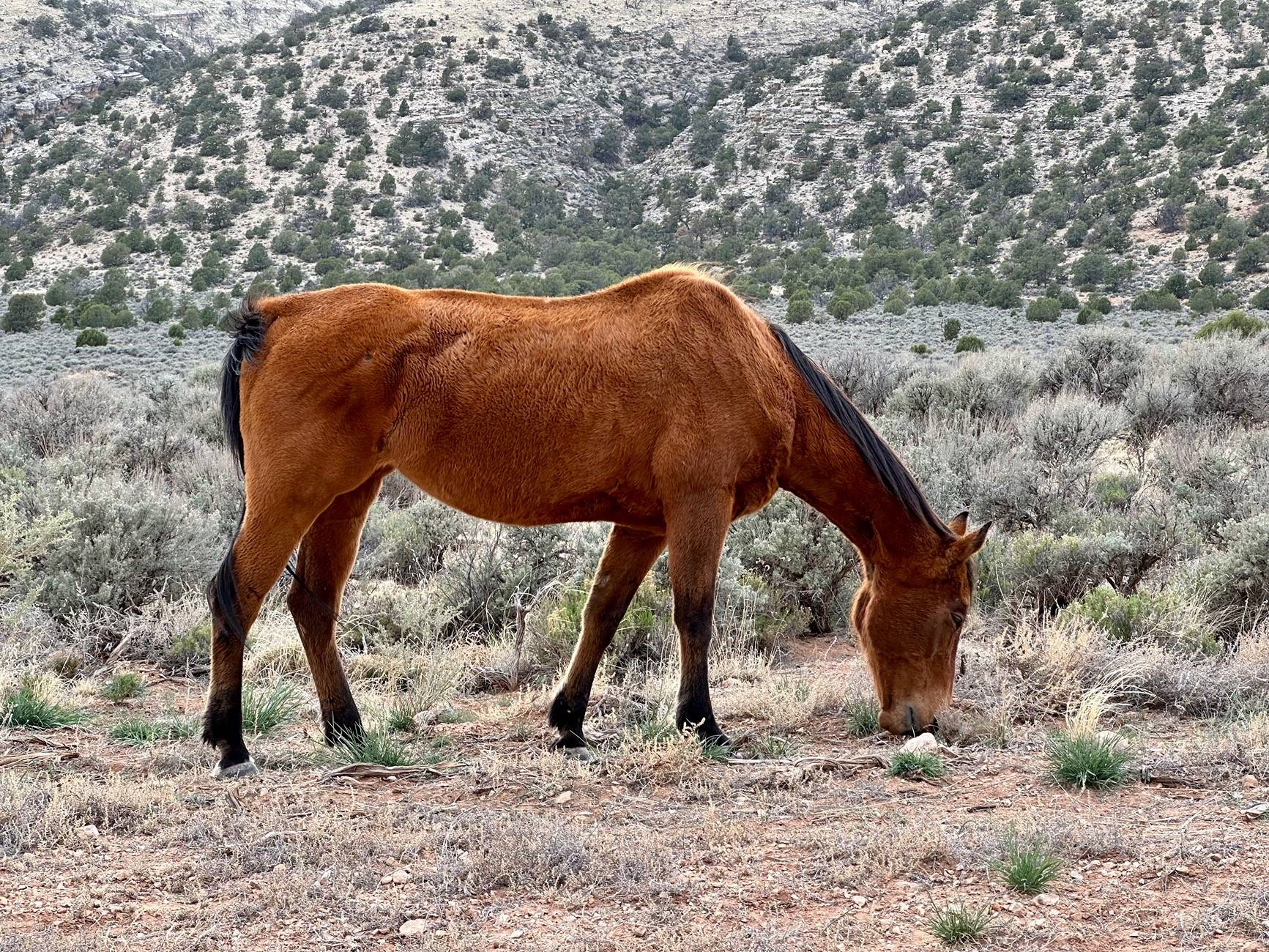 Ford Bronco Sport Trip Report: White Pocket, Vermillion Cliffs National Monument IMG_2338