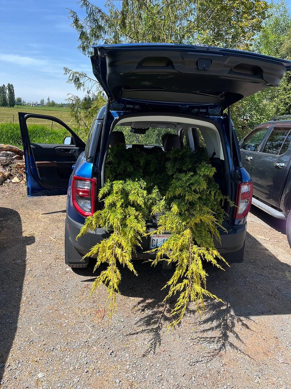 Ford Bronco Sport Hauling Lumber IMG_2701.JPG
