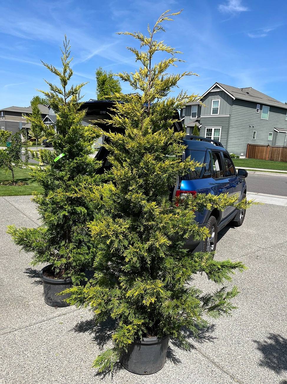 Ford Bronco Sport Hauling Lumber IMG_2704.JPG