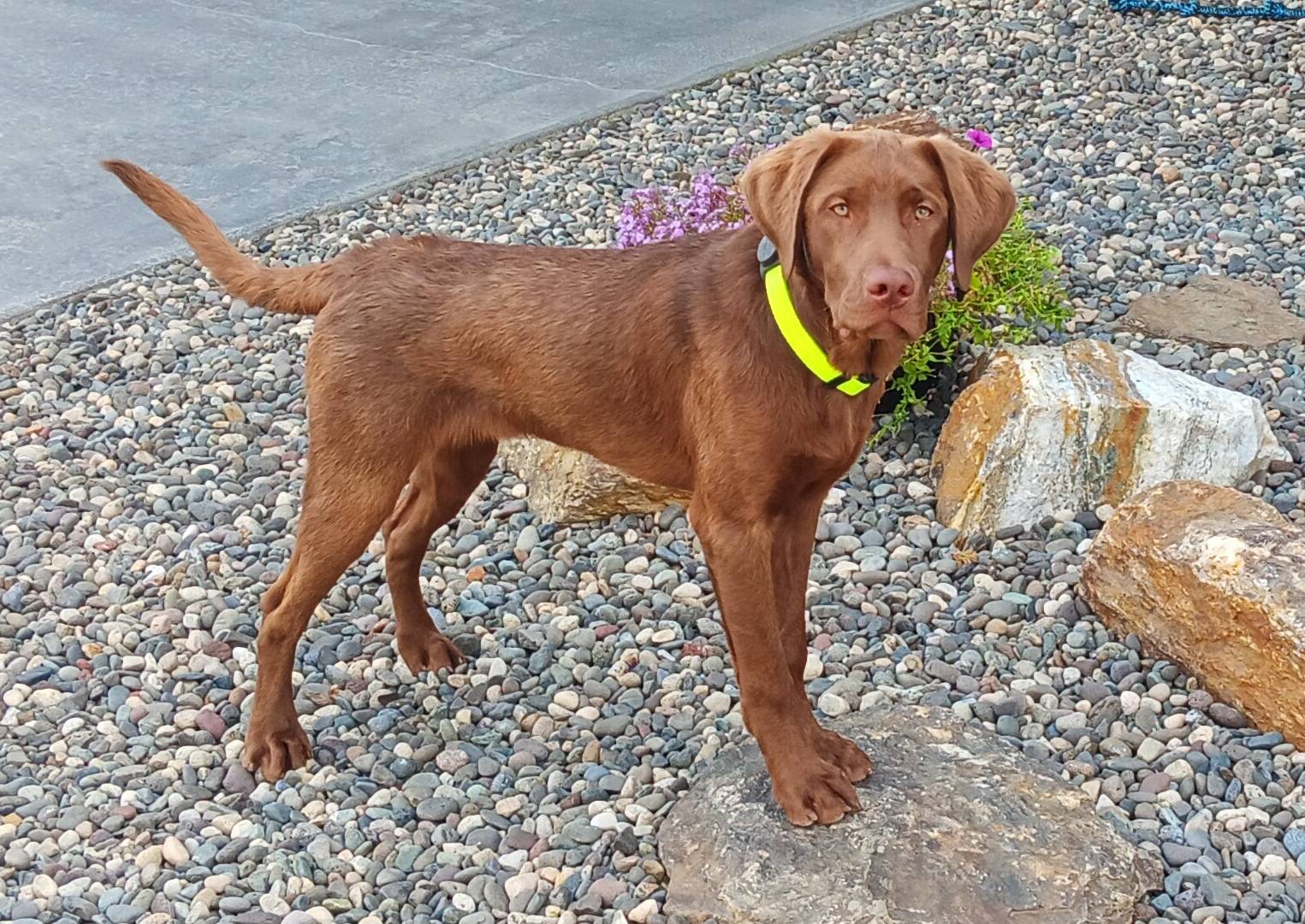 Ford Bronco Sport Are You a Cat Person or a Dog Person? 20240625_164857