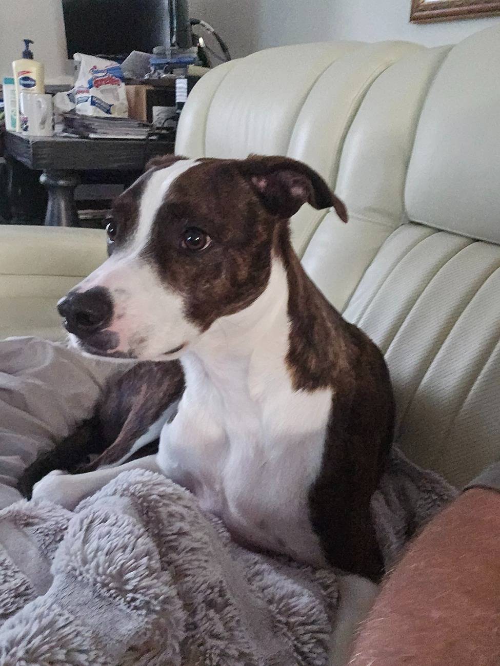 Ford Bronco Sport Are You a Cat Person or a Dog Person? 20250403_085035