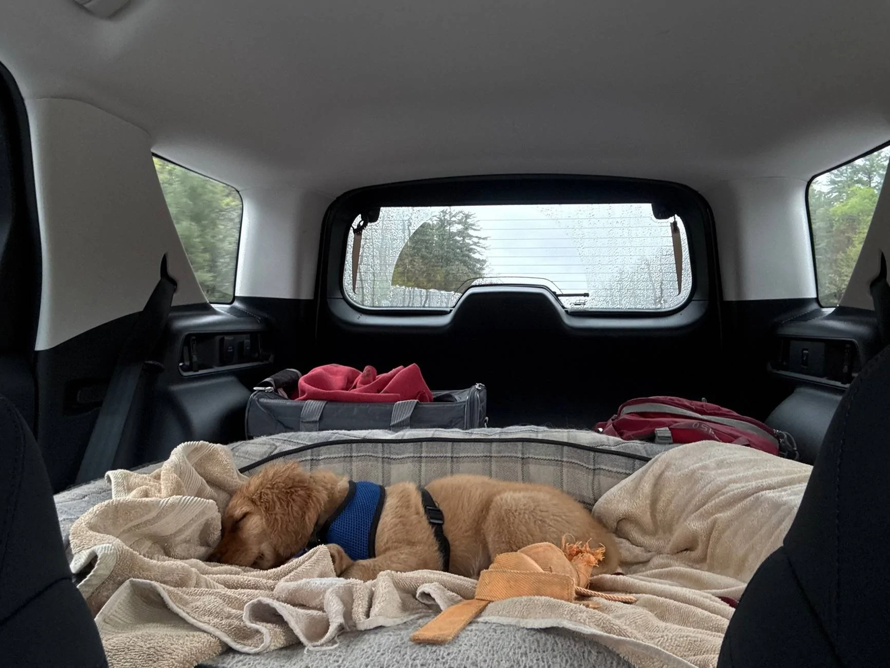 Ford Bronco Sport Are You a Cat Person or a Dog Person? 76858825271__F192D2AE-1AAF-4AE3-8C88-D7B834CA6EB1