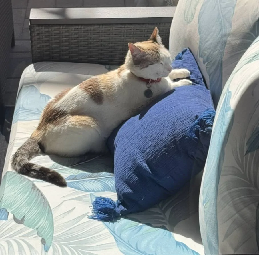 Ford Bronco Sport Are You a Cat Person or a Dog Person? IMG_6233