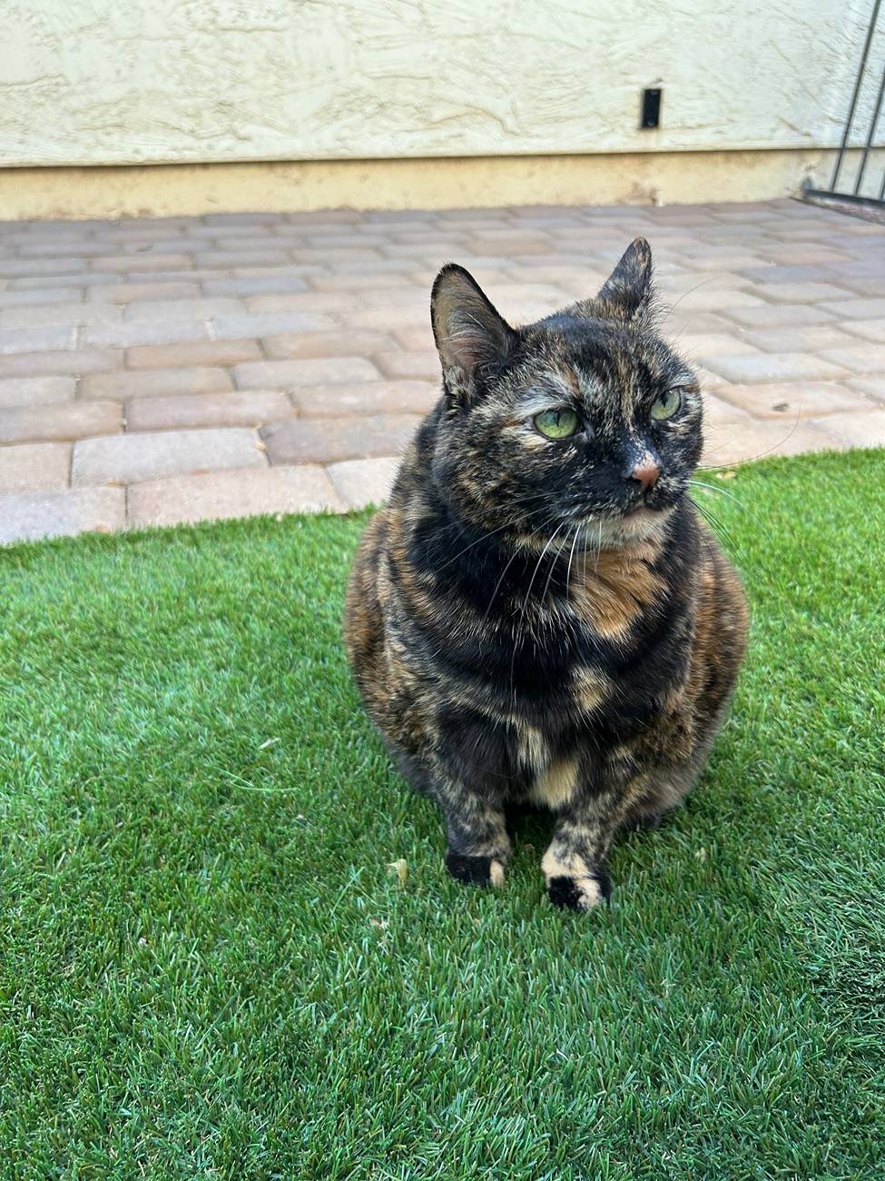 Ford Bronco Sport Are You a Cat Person or a Dog Person? IMG_1037