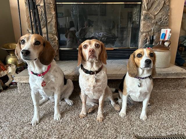 Ford Bronco Sport Are You a Cat Person or a Dog Person? IMG_8379