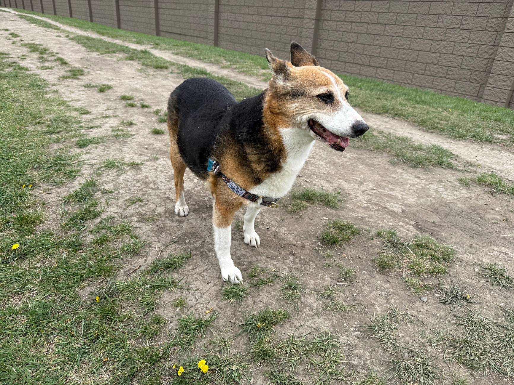 Ford Bronco Sport Are You a Cat Person or a Dog Person? 1747448938321-ub