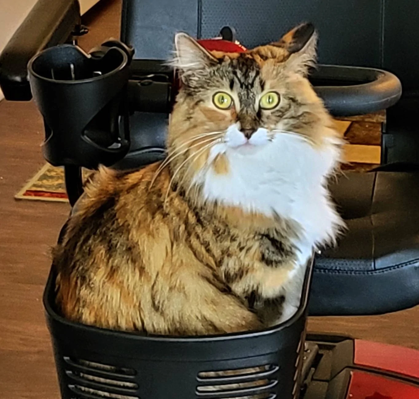 Ford Bronco Sport Are You a Cat Person or a Dog Person? 20221016_122755 Copy