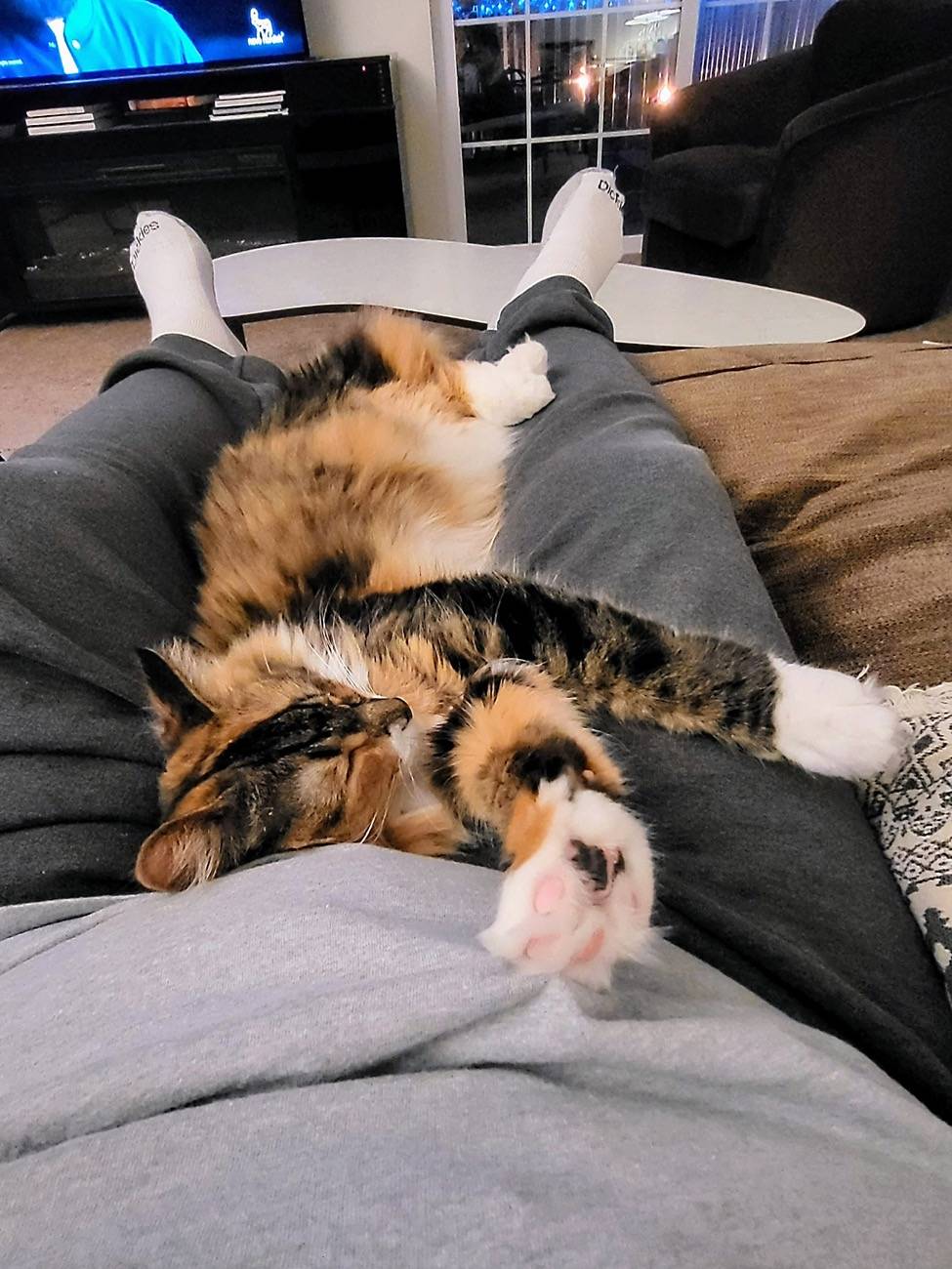 Ford Bronco Sport Are You a Cat Person or a Dog Person? IMG_0182