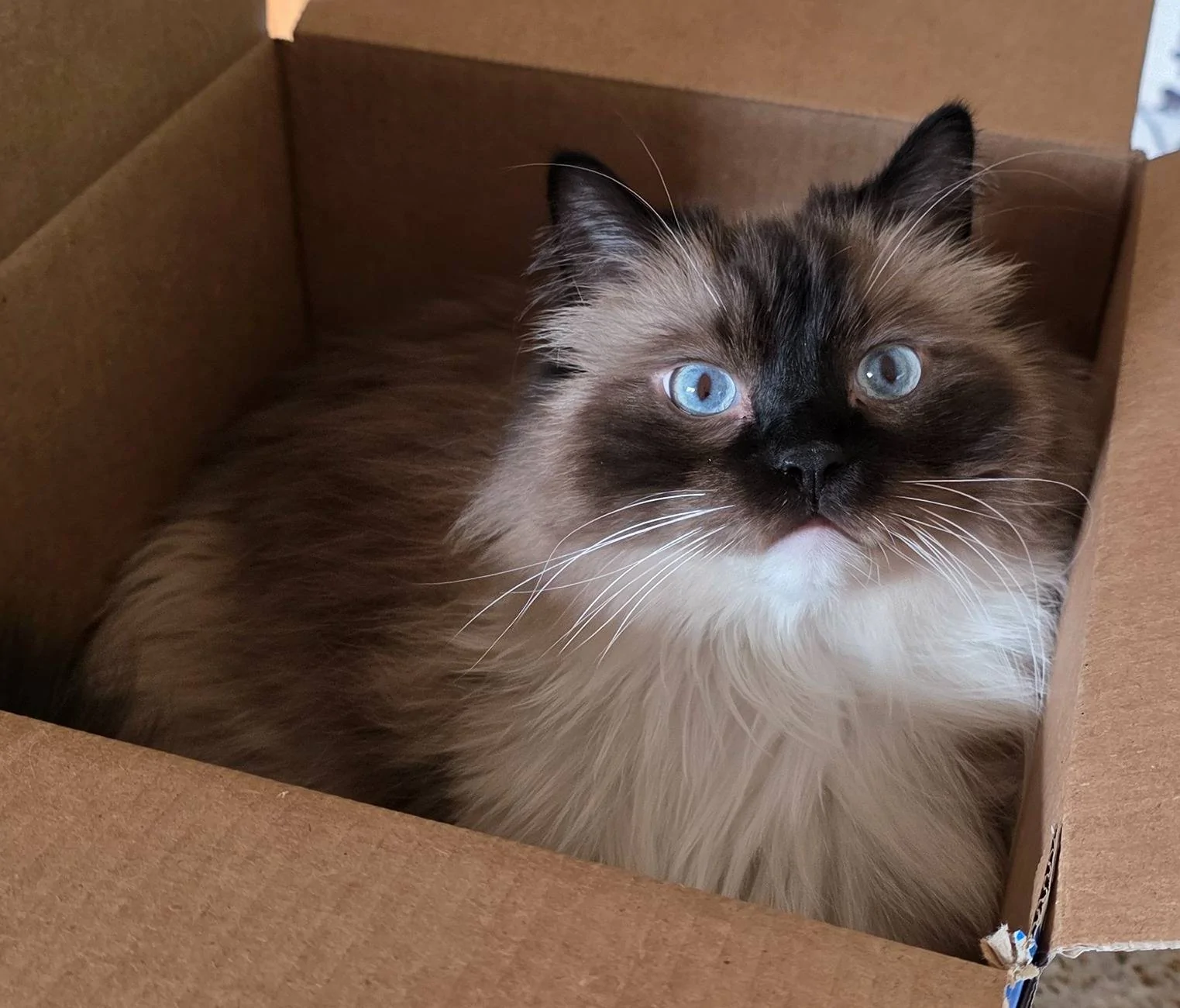 Ford Bronco Sport Are You a Cat Person or a Dog Person? 1000000638