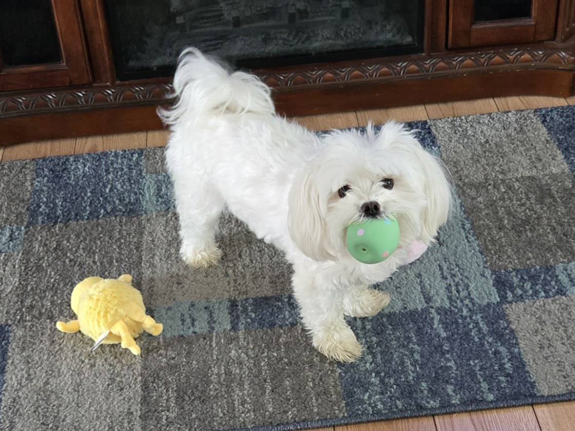 Ford Bronco Sport Are You a Cat Person or a Dog Person? 1000007534