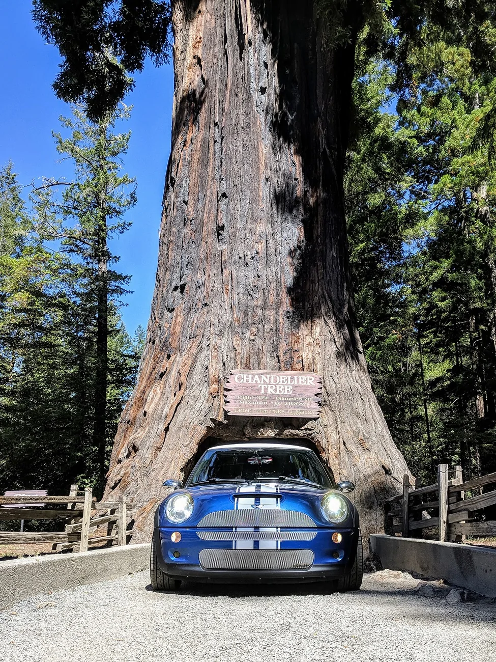 Ford Bronco Sport The “Not” Drive Thru Tree IMG_0912