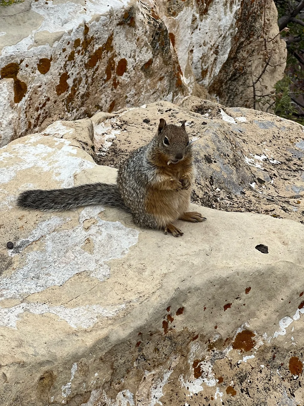 Ford Bronco Sport Flagstaff Trip (Day 2) IMG_1244
