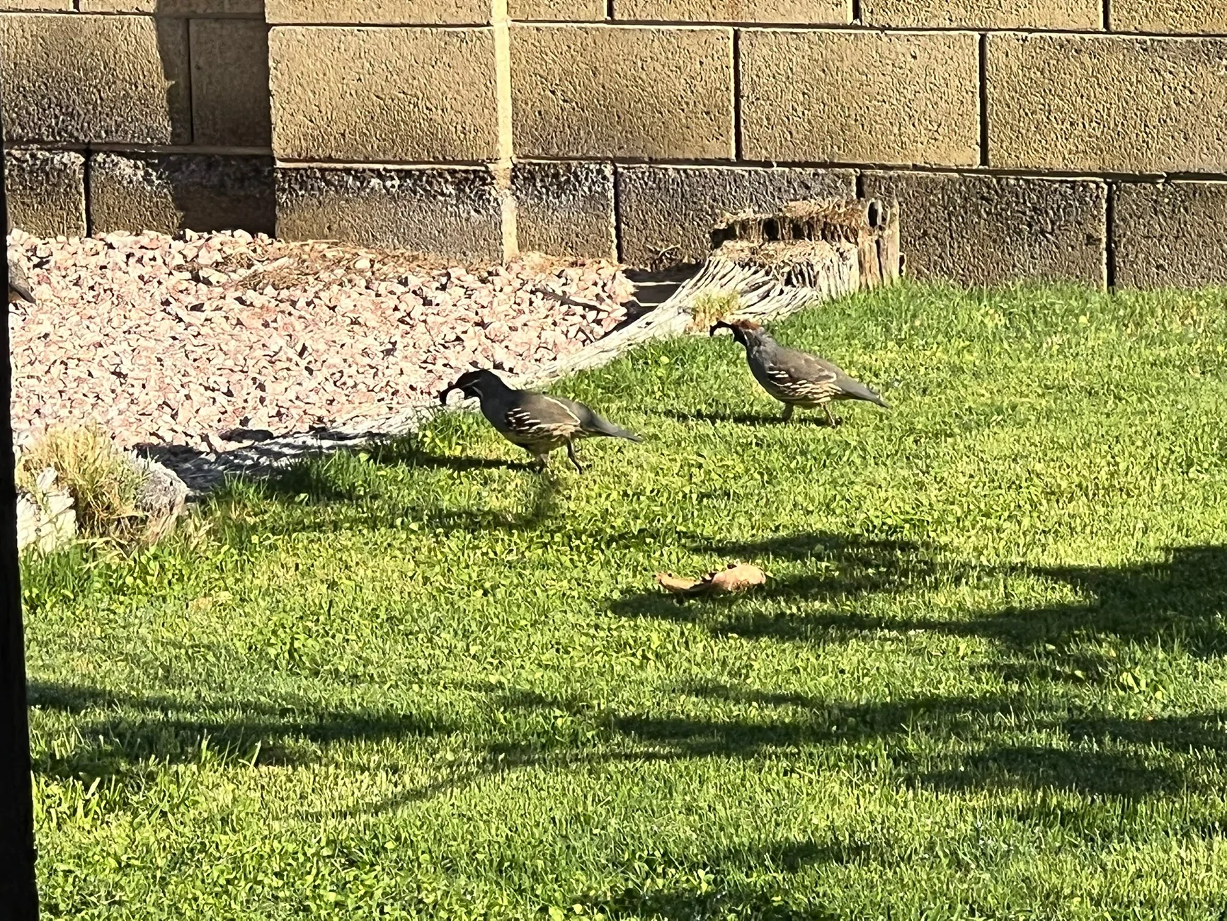 Ford Bronco Sport Just Arizona Things IMG_1260