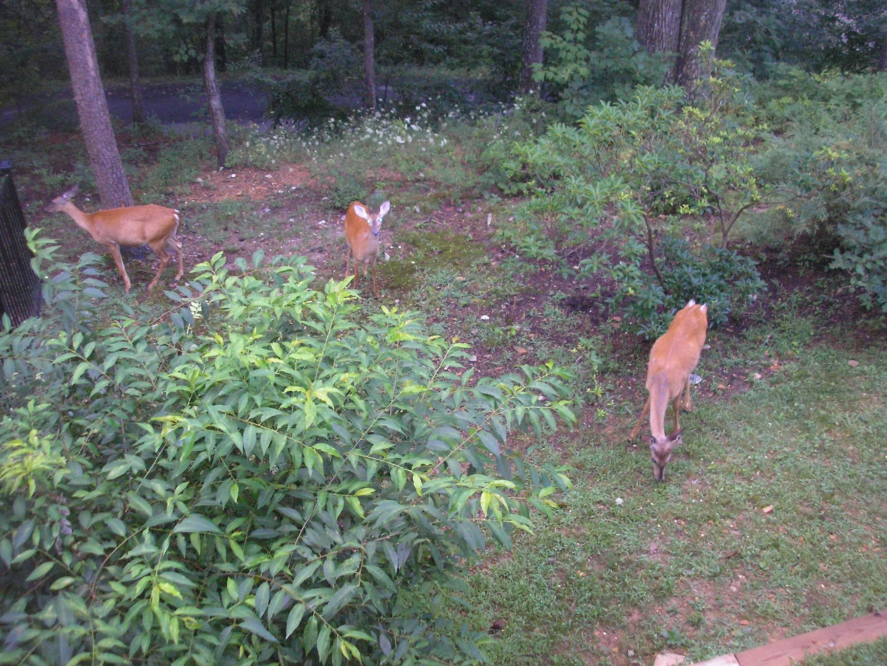 Ford Bronco Sport Just Arizona Things P1010002