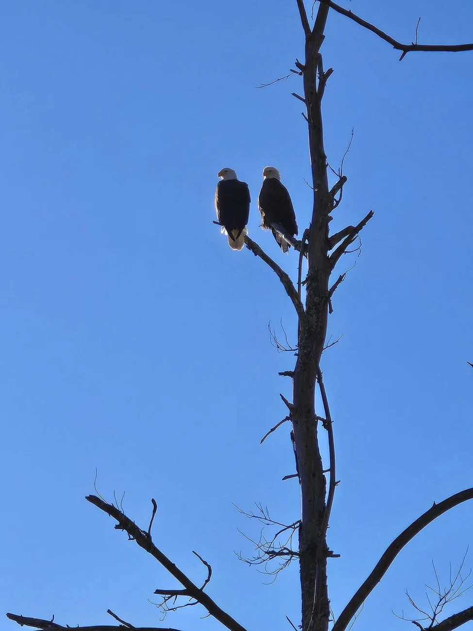 Ford Bronco Sport Just Arizona Things FB_IMG_1736871854074