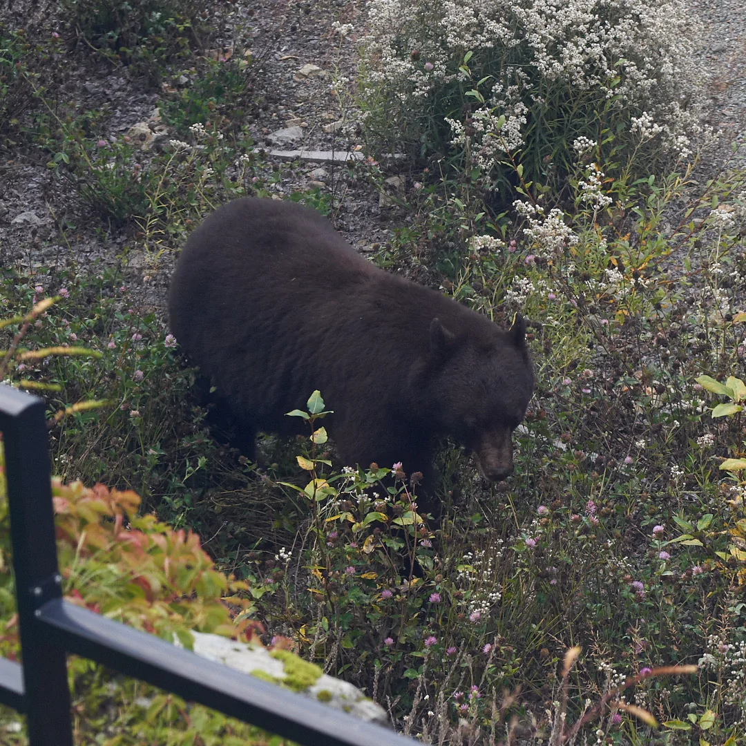 Ford Bronco Sport Just Arizona Things 1757883595923-40