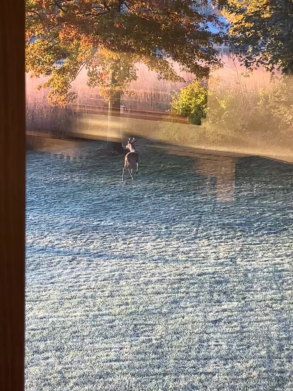 Ford Bronco Sport Personal Story - Deer Strike & Damage IMG_4649