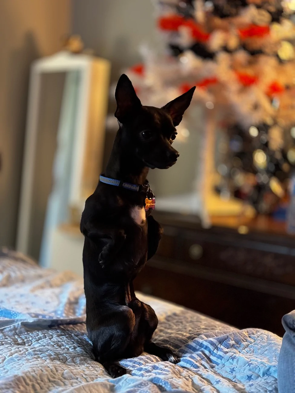 Ford Bronco Sport Let's see what you love more than being around other people... IMG_0312