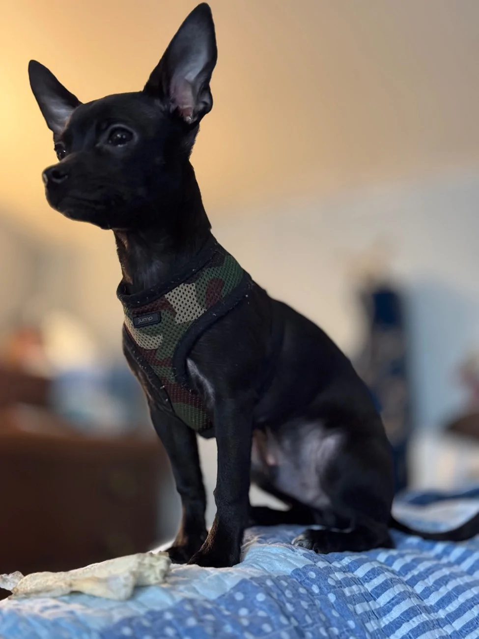 Ford Bronco Sport Let's see what you love more than being around other people... IMG_2677