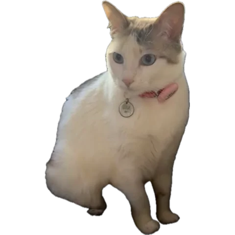 Ford Bronco Sport Engine Bay Fuse number 12 1766792390113-t