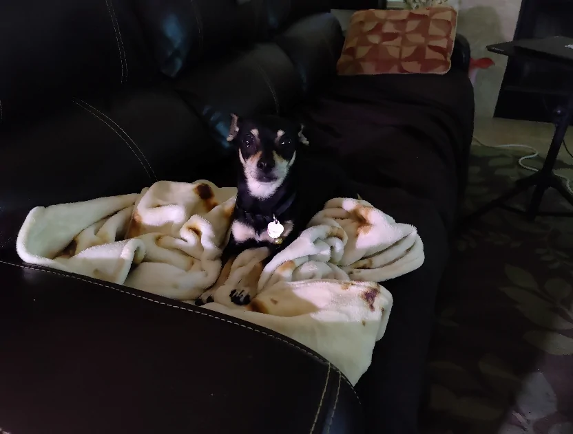 Ford Bronco Sport Ankle biters? 1768958182503-al