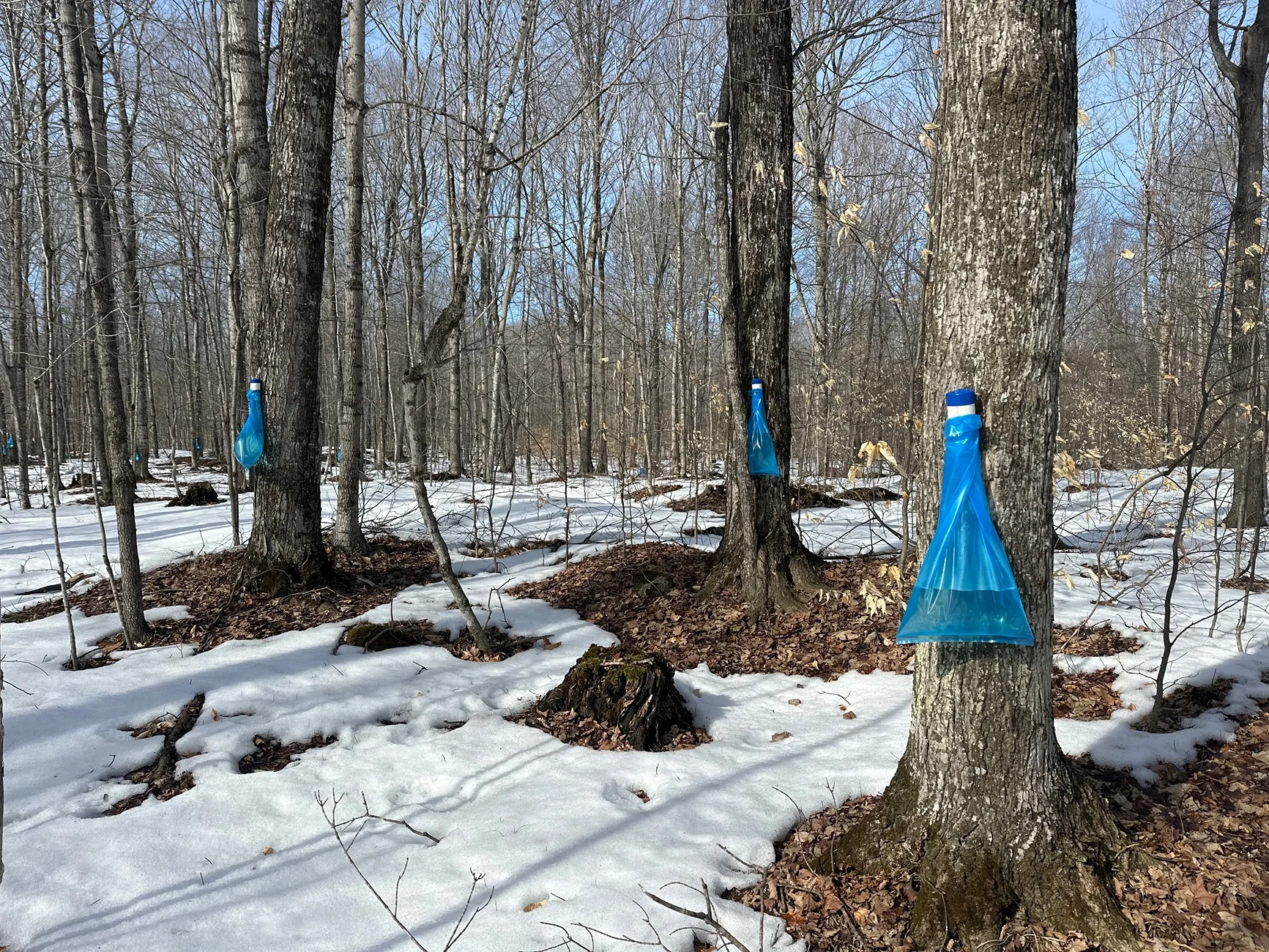 Ford Bronco Sport Getting ready for March... Carrying 400 lbs of maple sap IMG_4476
