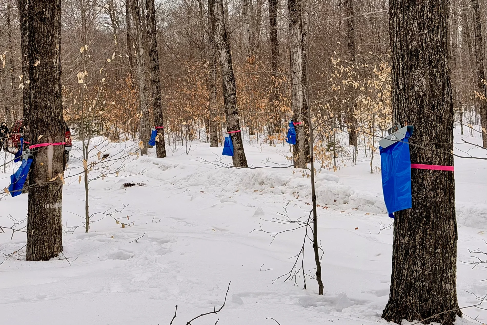 Ford Bronco Sport Getting ready for March... Carrying 400 lbs of maple sap IMG_4064