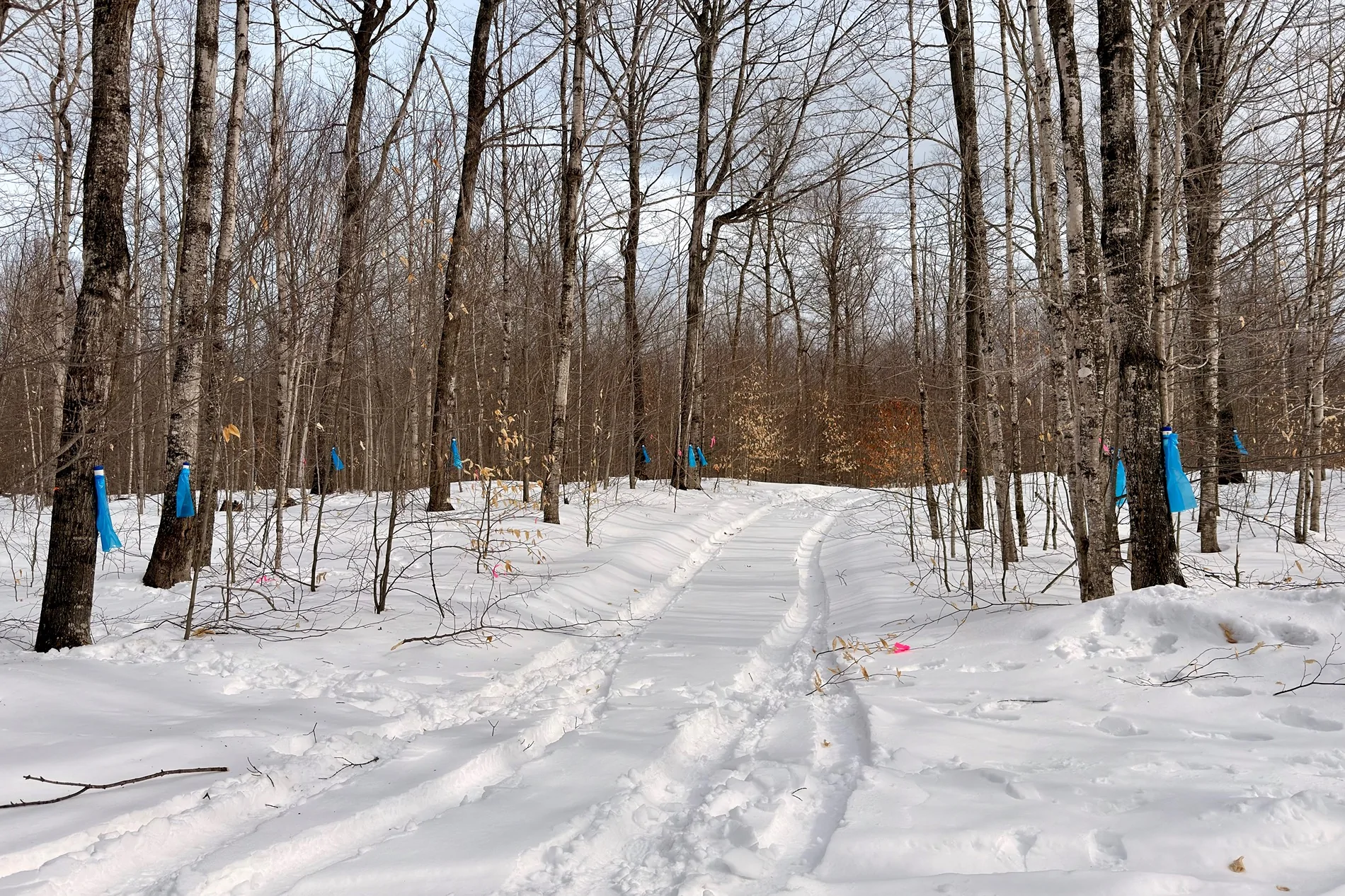 Ford Bronco Sport Getting ready for March... Carrying 400 lbs of maple sap IMG_4053