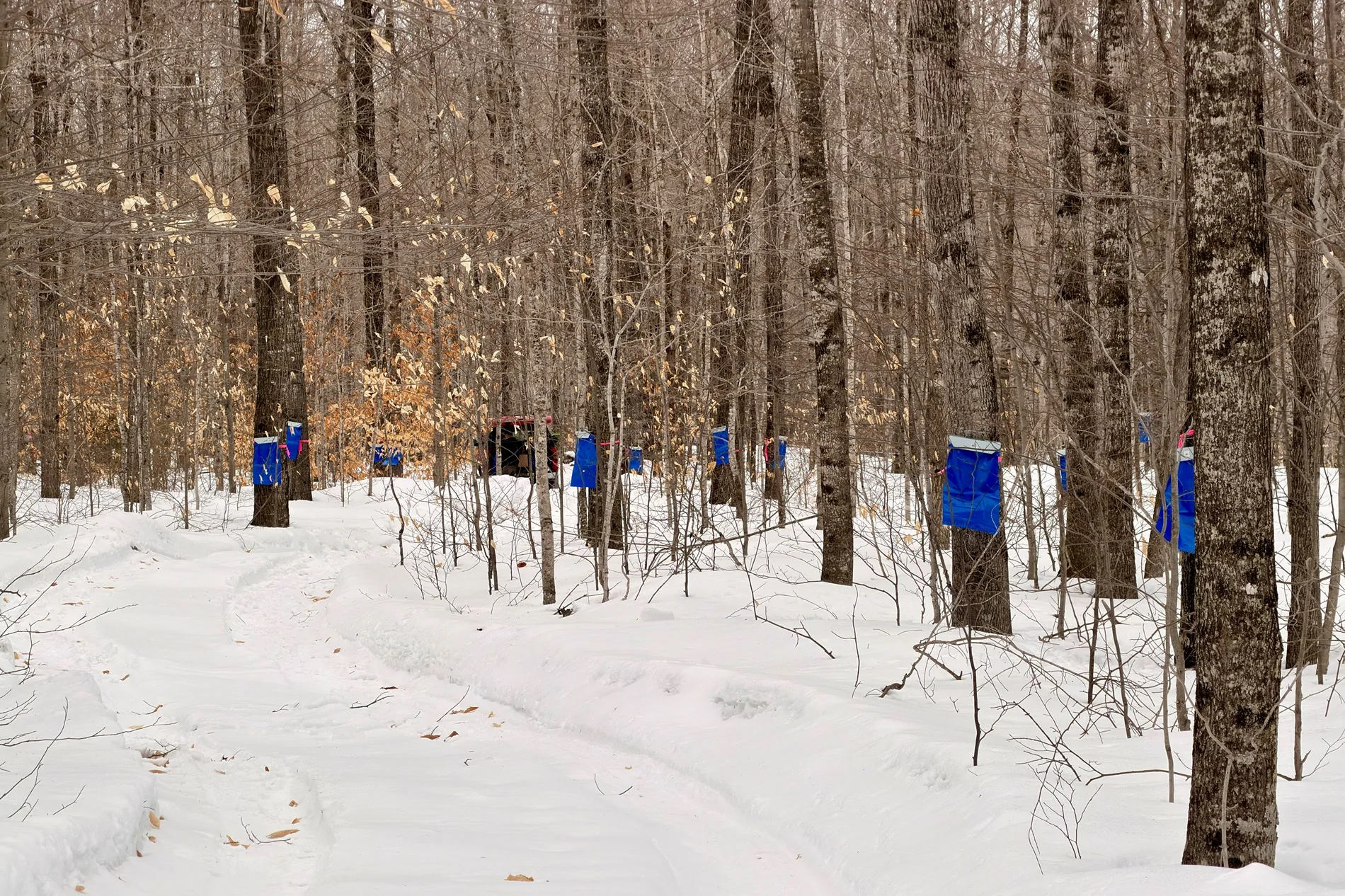 Ford Bronco Sport Getting ready for March... Carrying 400 lbs of maple sap IMG_4059