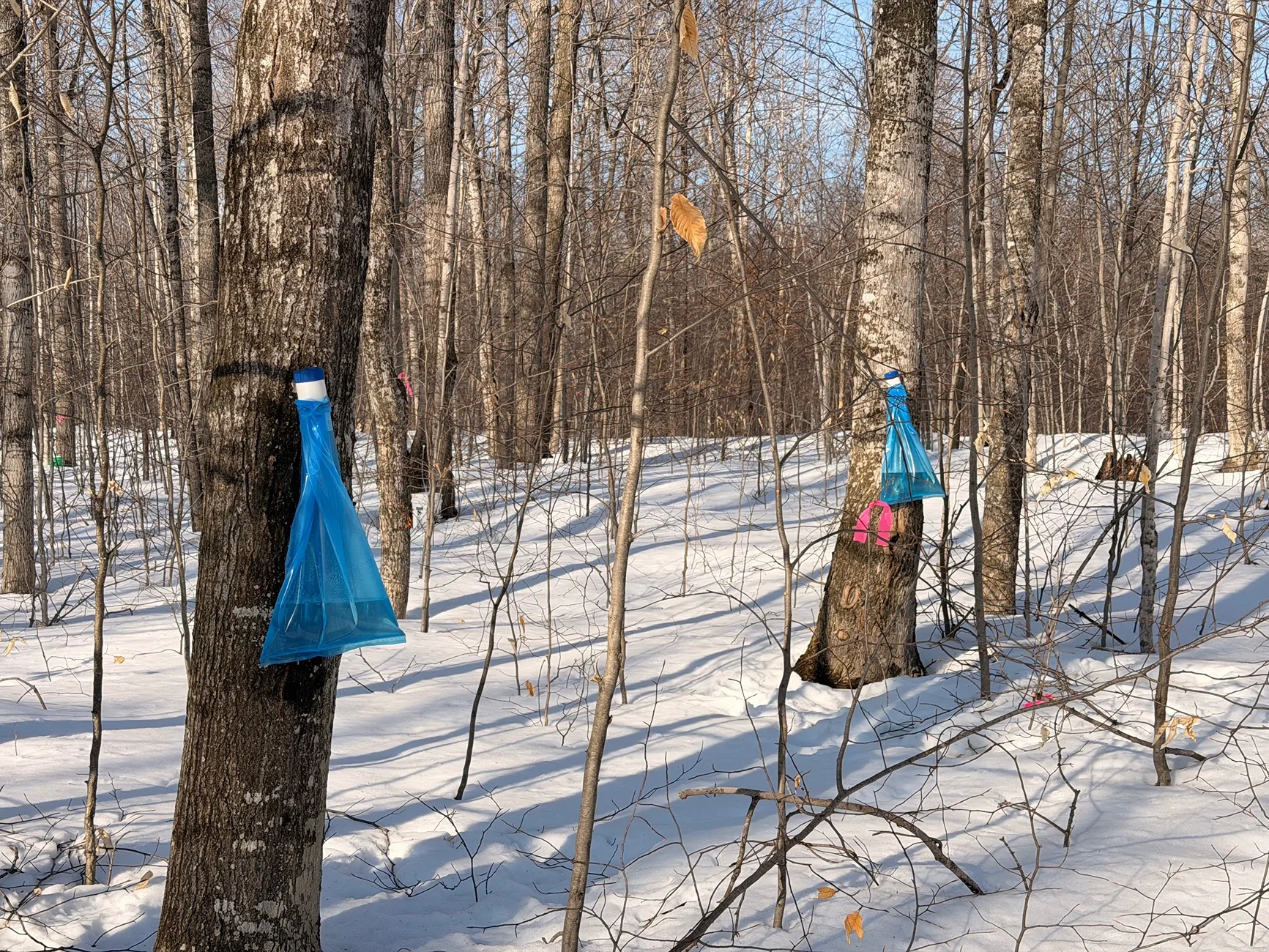 Ford Bronco Sport Getting ready for March... Carrying 400 lbs of maple sap IMG_4148