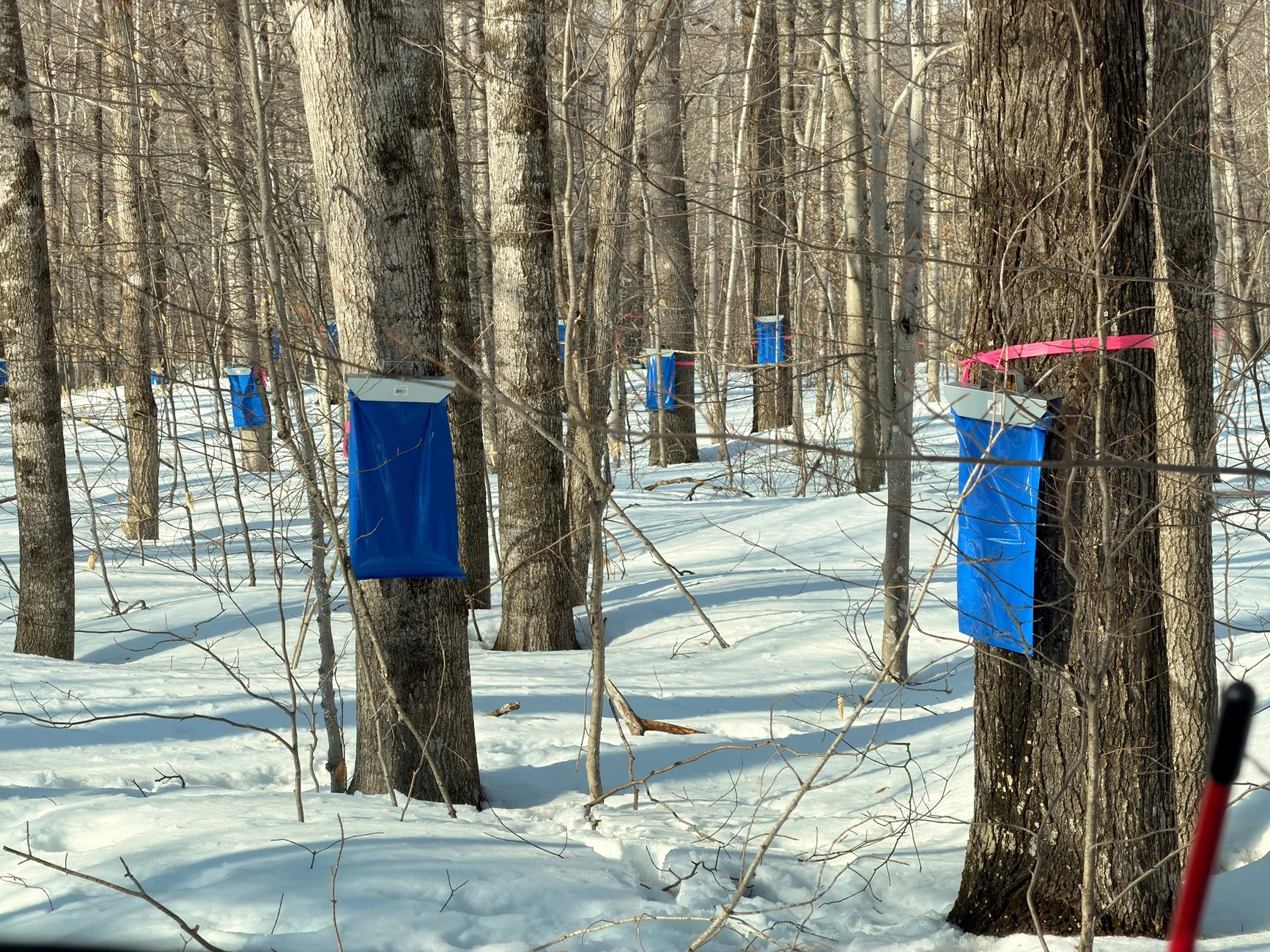 Ford Bronco Sport Getting ready for March... Carrying 400 lbs of maple sap IMG_4150