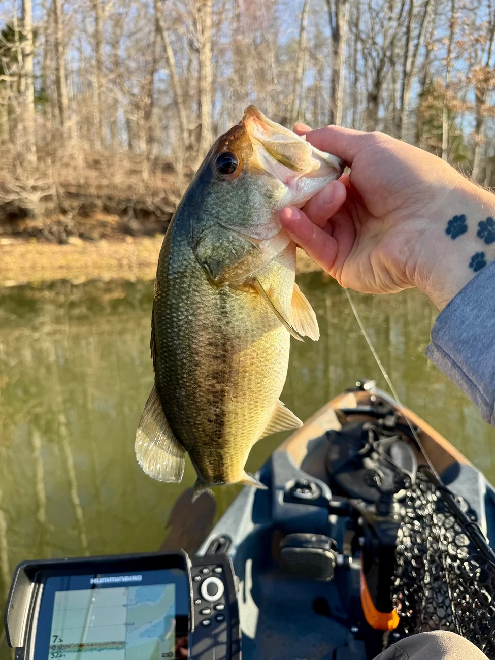 Ford Bronco Sport Morning chill… IMG_0026