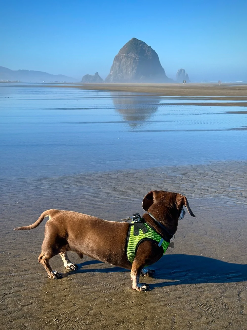 Ford Bronco Sport A proper Oregon beach day ☀️ IMG_4194