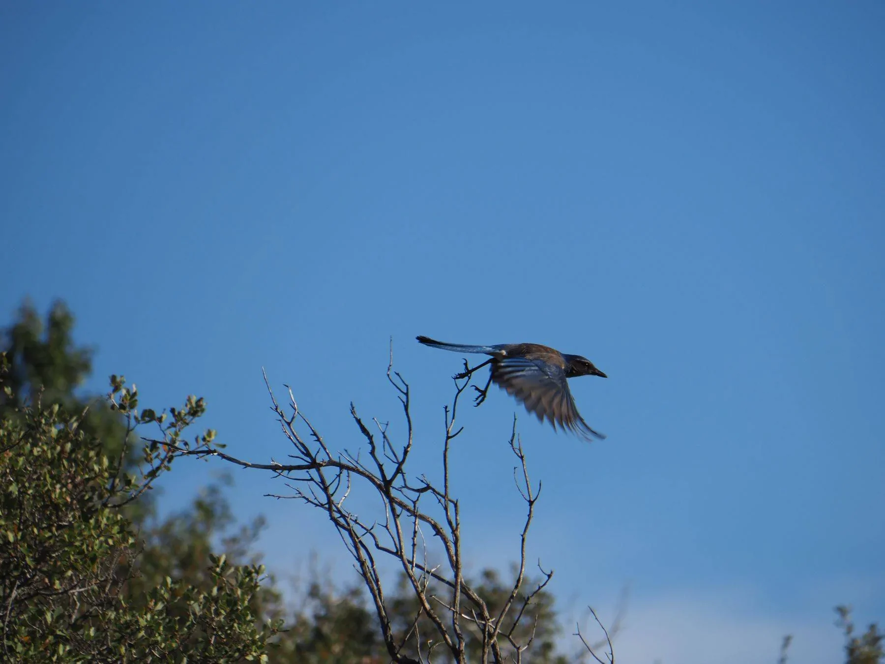 Ford Bronco Sport WHERE did you go with your Bronco Sport today? OI000026
