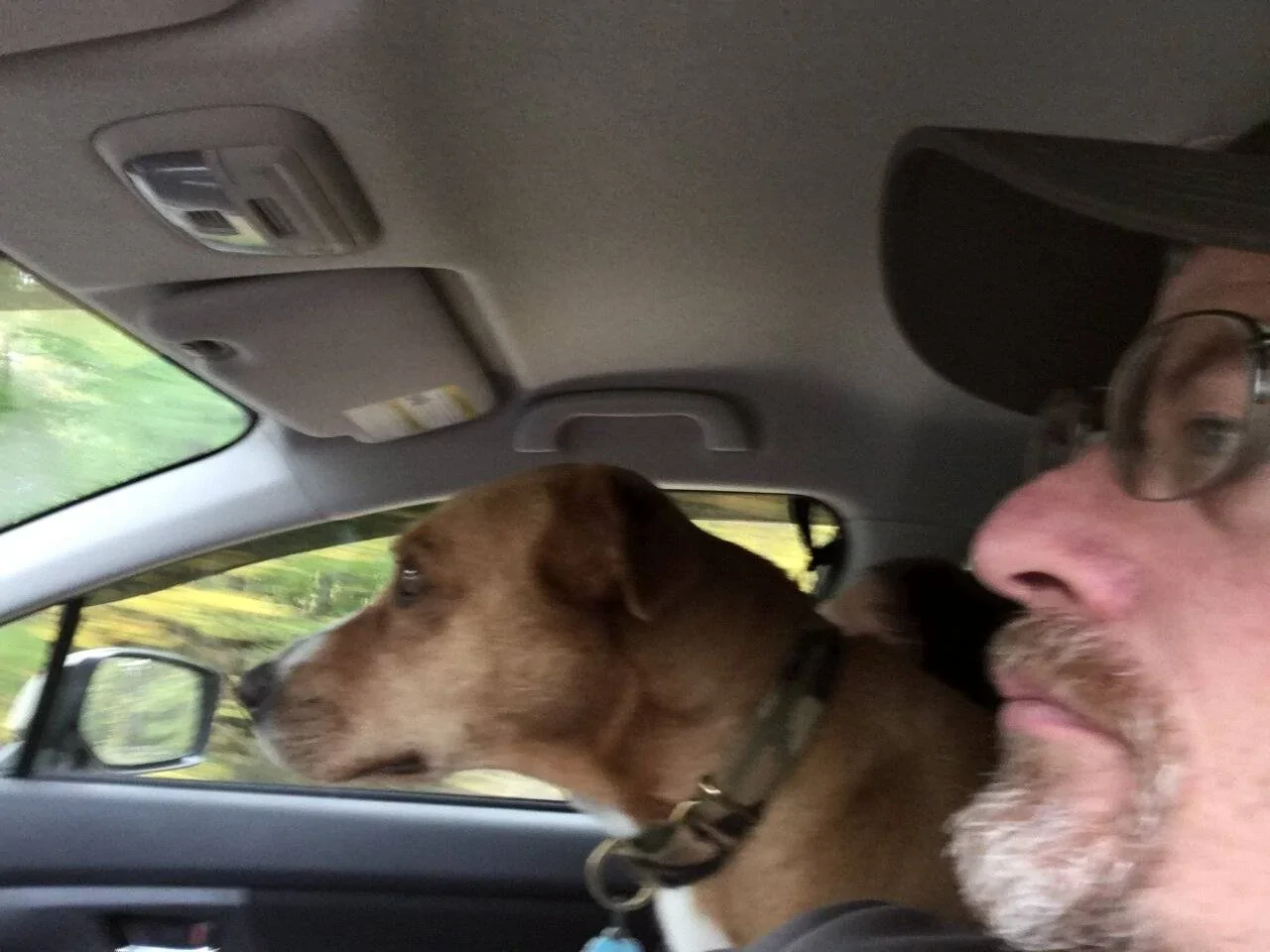 Ford Bronco Sport Show me your dogs!! B0AD52E3-4F95-4FB3-807E-B42E20AD783E