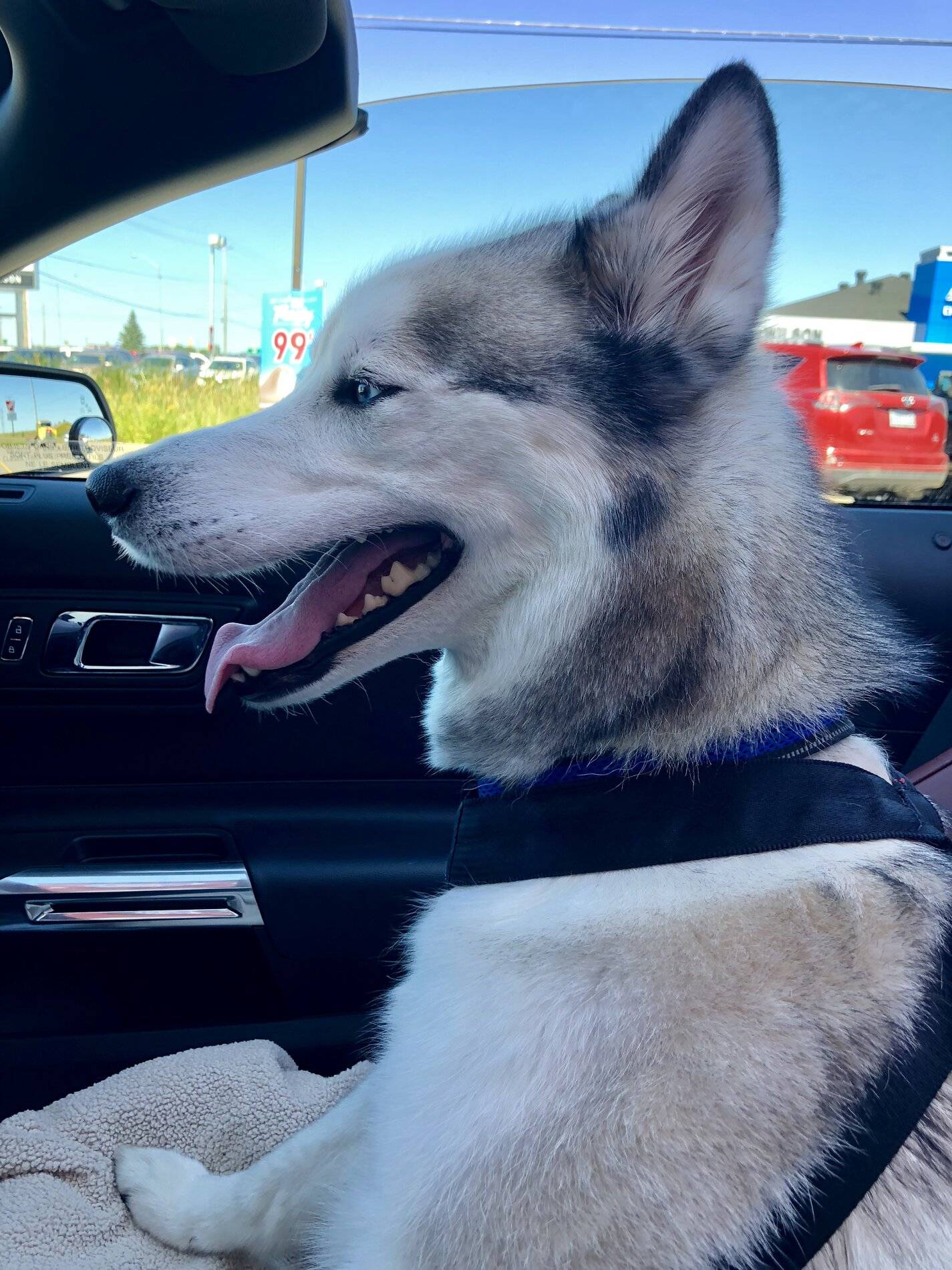 Ford Bronco Sport Show me your dogs!! 1609D3AF-B507-4F0E-9299-AD6FBD8509CA