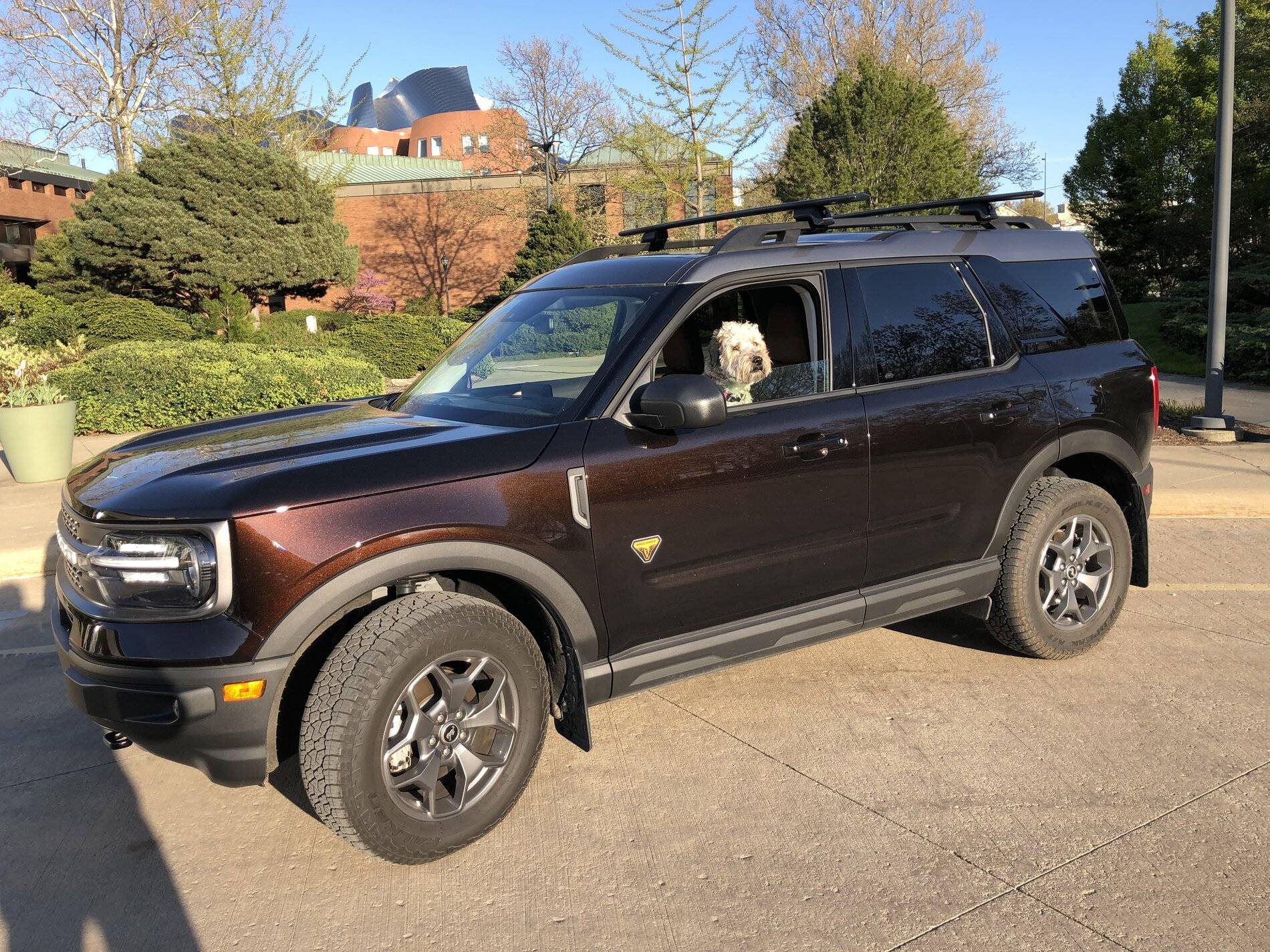 Ford Bronco Sport Show me your dogs!! 875A513E-840B-4586-B665-EB9FA6D0A6D2
