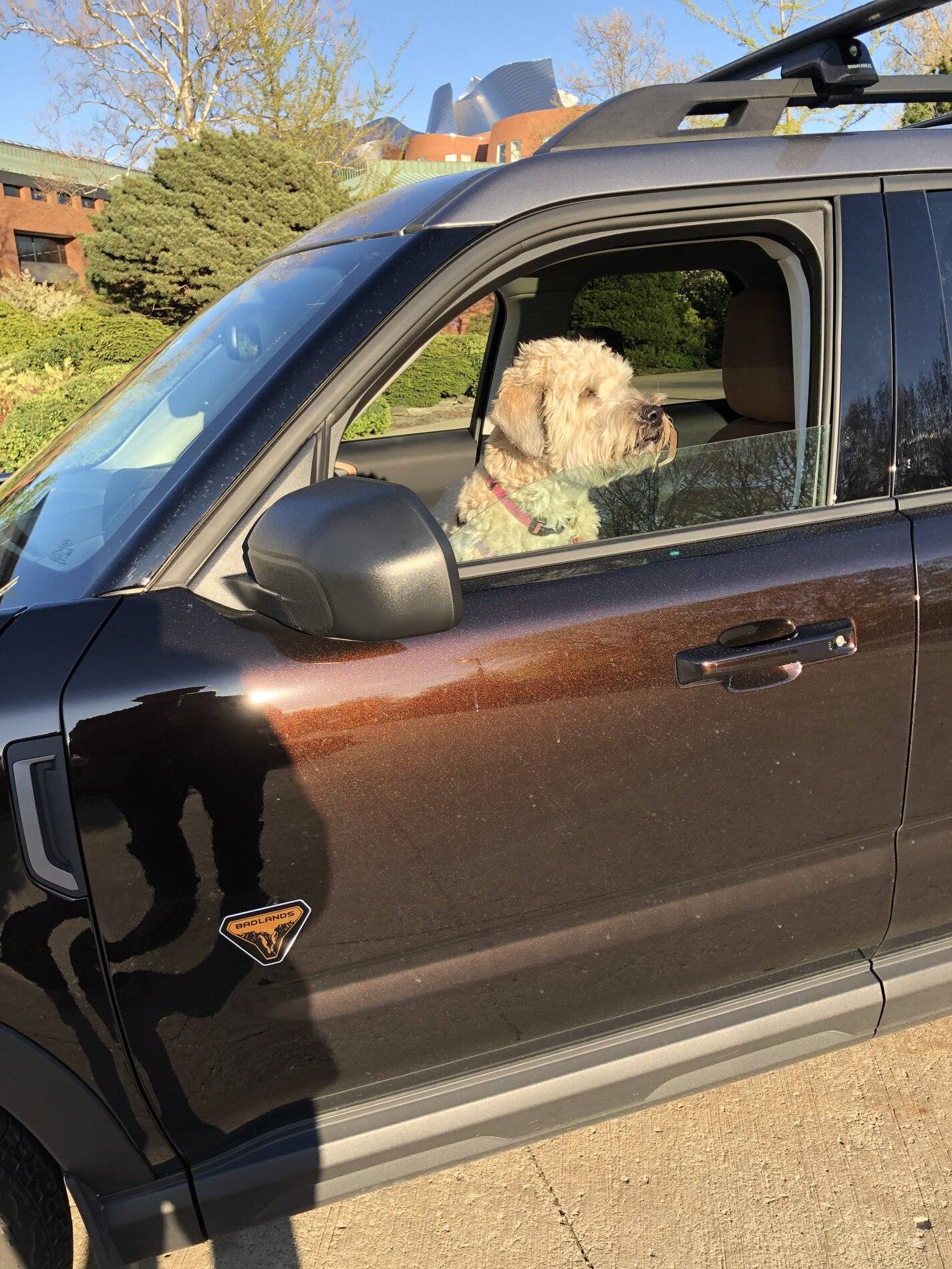 Ford Bronco Sport Show me your dogs!! D8BBC722-E7A2-478B-96E1-DEB74A29AD42