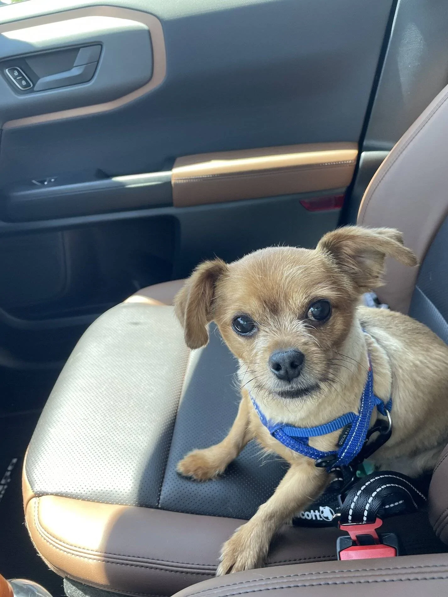 Ford Bronco Sport Show me your dogs!! tempImagefUMzRn