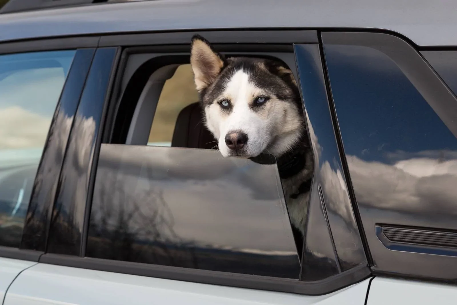Ford Bronco Sport Show me your dogs!! 20210411_BroncoSport-15