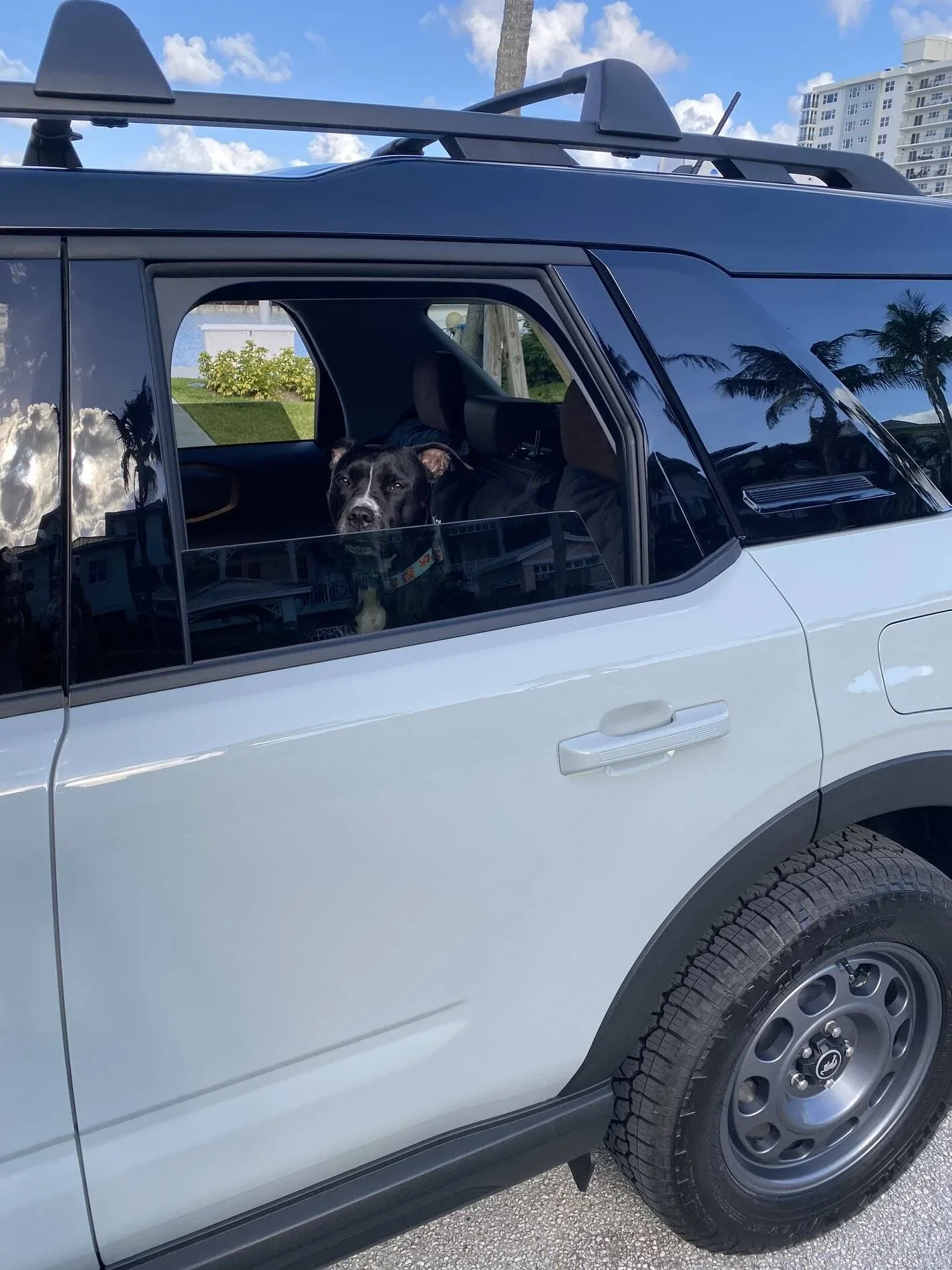 Ford Bronco Sport Show me your dogs!! 251AA09A-2C46-4E96-86F4-ADF9B8620B58