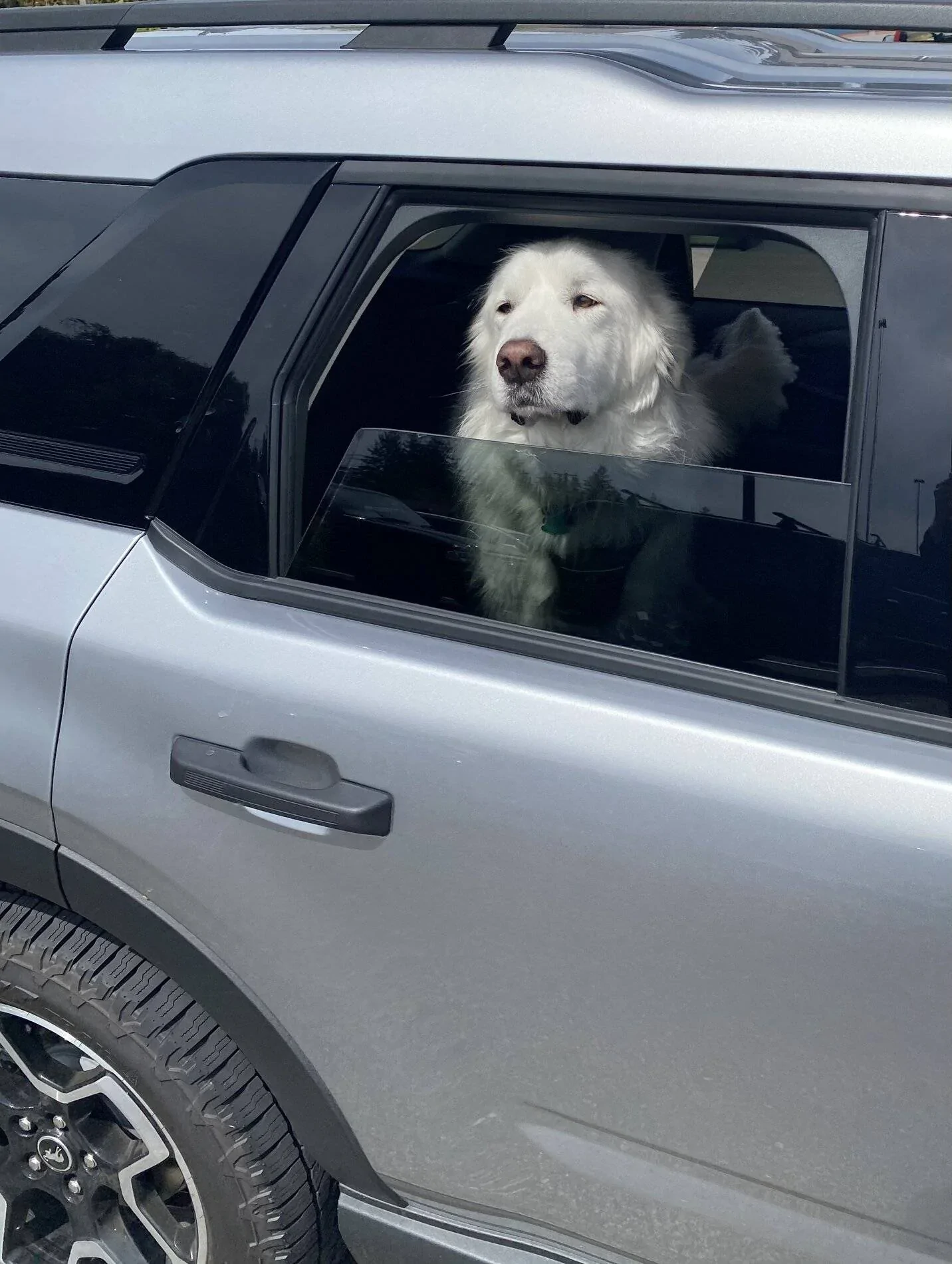Ford Bronco Sport Show me your dogs!! BD3FAA06-FEF0-4E2C-B8F8-853697519818
